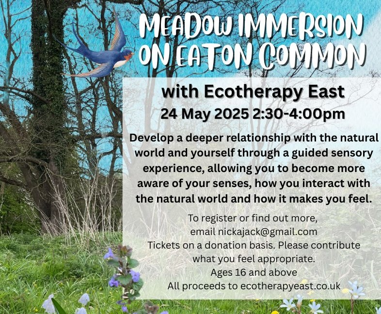 Meadow Immersion